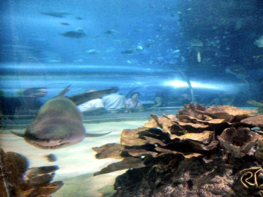 Haifische, ... (06.09.2012)