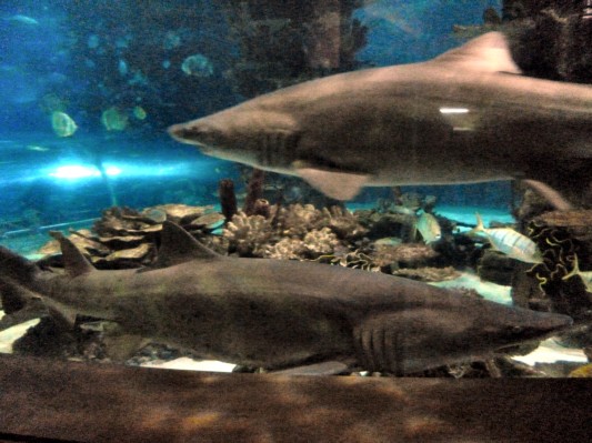 ... Haifische, ... (06.09.2012)