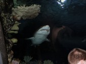 ... Haifische ... (06.09.2012)