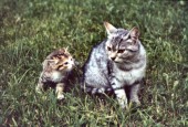 Corvara-Katzen (24.07.1981)