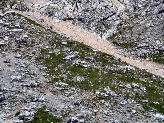 ... und ein mindestens zwei Dutzend großes Rudel (11.07.2011)
