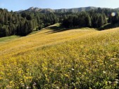 Wiesen vor dem Paresberg (27.06.2011)