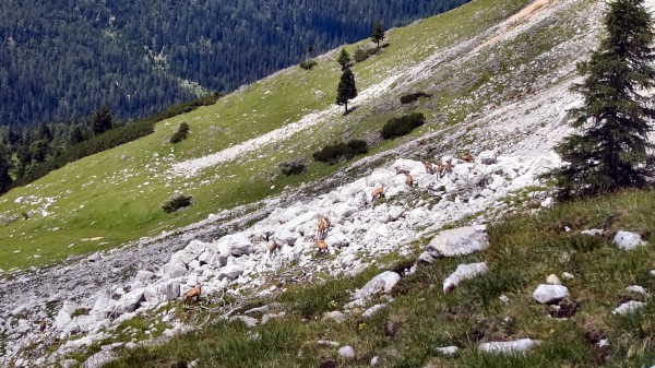 Viel mehr Gemsen hinter dem Lerosa-Grat (16.07.2012)