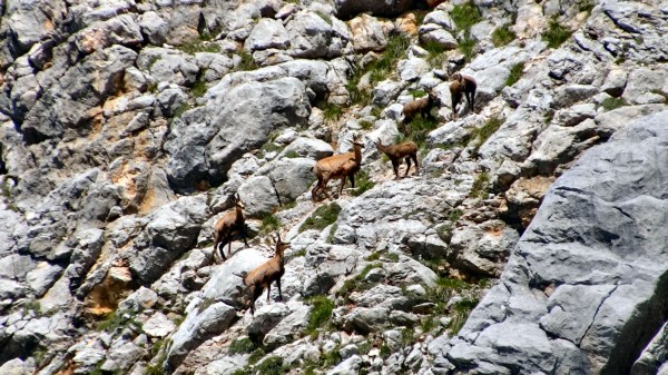 ... einen felsig-grünen Hügel ... (16.07.2012)