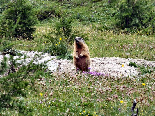 ... mit vielen Murmeltieren ... (08.07.2012)
