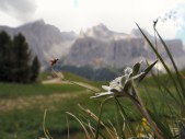 Edelweiß vor der Sella (07.07.2012)