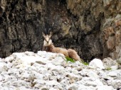 Gemse in den Wänden des Col dei Bos (09.07.2012)