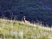 Rehbock bei unserem Quartier (08.07.2012)