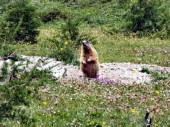 ... mit vielen Murmeltieren ... (08.07.2012)