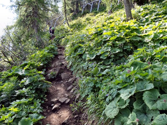 Aufstieg durch einen Urwald ... (15.07.2013)
