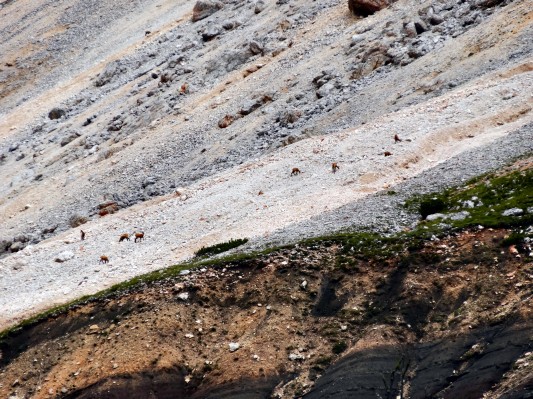 Das zweite Gemsenrudel (14.08.2014)