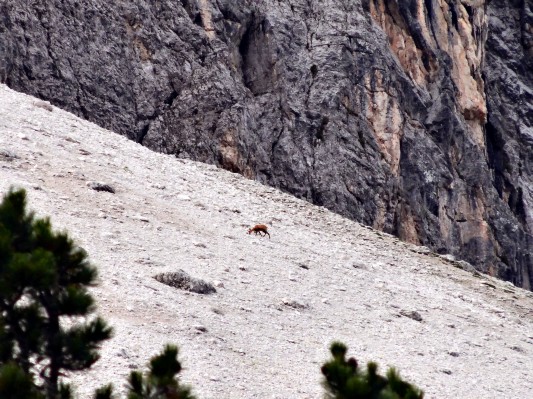 Die erste Gemse des Urlaubs ... (31.07.2014)