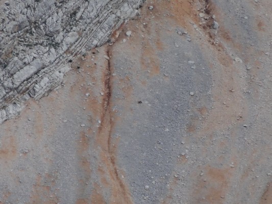 Eine weit entfernte Gemse ... (06.08.2014)