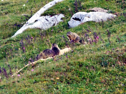 Murmeltiere am Morgen bei der Sennes-Hütte ... (07.08.2014)