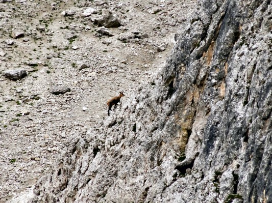 Kletterwütige Gemse (11.08.2014)