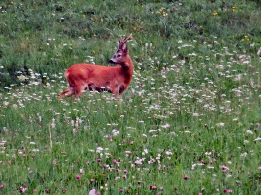 ... und ein Rehbock. (07.08.2015)