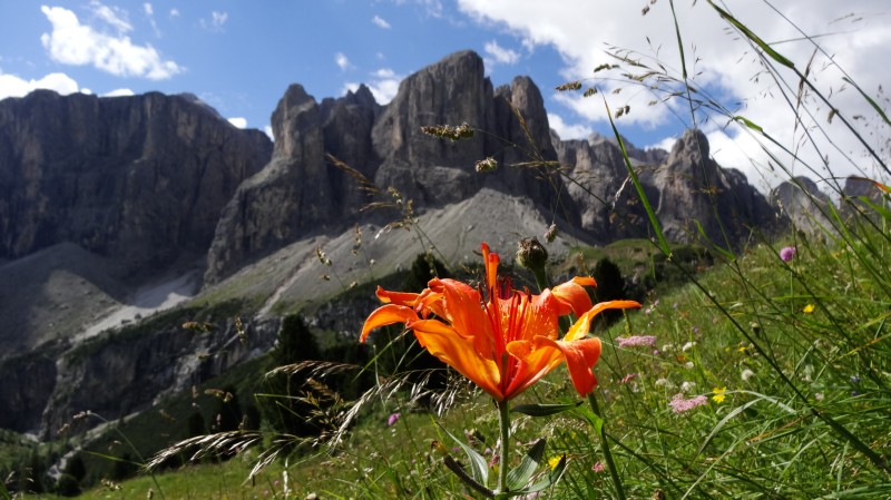 Feuerlilie vor der Sella (29.07.2016)