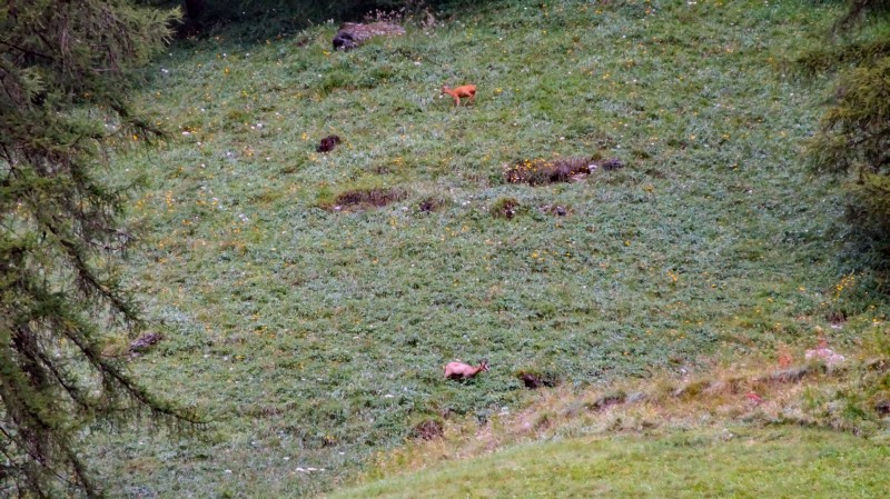 Reh und Gemse hinter unserem Quartier (01.08.2016)