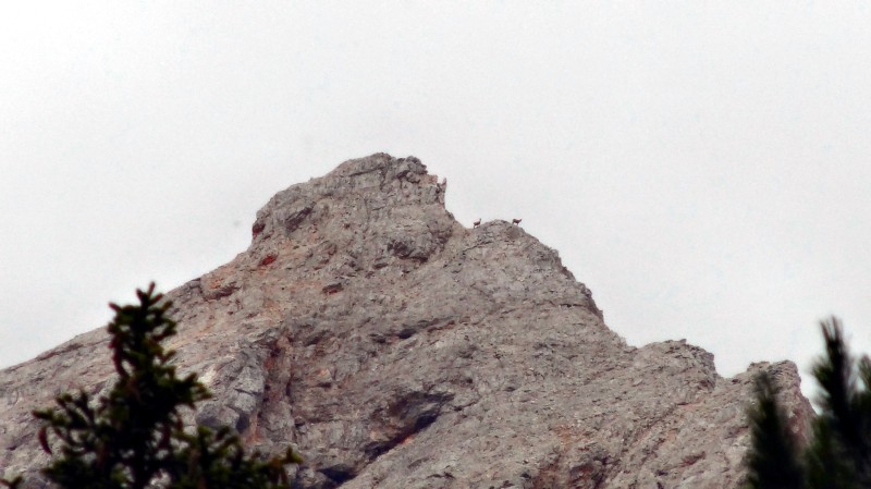 Gemsen auf dem Grat der Seitenbachspitze (02.08.2016)