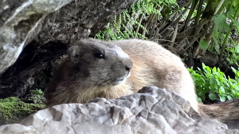 Murmeltier auf der Mondeval-Hochfläche (18.07.2016)