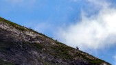 Steinbock-Kolonie am Monte Alto (19.07.2016)