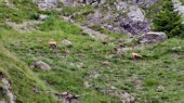 Hinter unserem Quartier: Gemsen ... (19.07.2016)