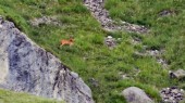 ... und ein Rehbock (19.07.2016)