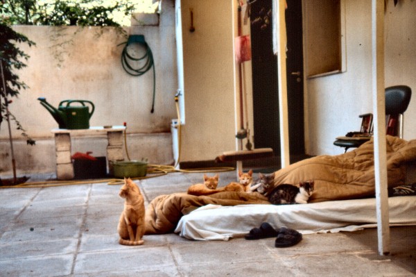 Katzen am Morgen (19.08.1995)