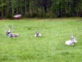 Die ersten drei Rentiere - ihnen sollten noch Hunderte in riesigen Herden nachfolgen. (28.06.2008) 