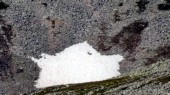 Das erste Rentier, weit entfernt. (07.07.2017)