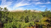 Im Nationalpark Sonfjället. (07.07.2017)