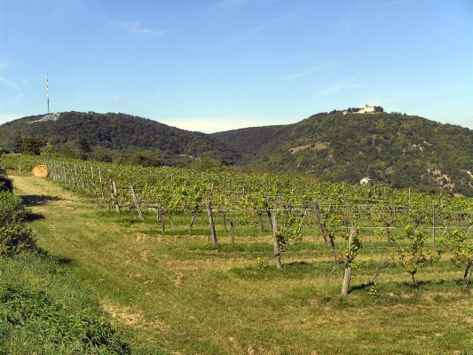Kahlenberg und Leopoldsberg (07.09.2009)
