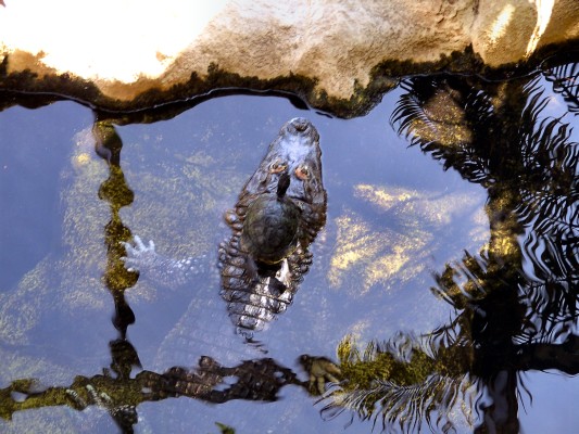 Schildkröte auf Krokodil?! (08.09.2009)